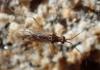Dicyphus sp.